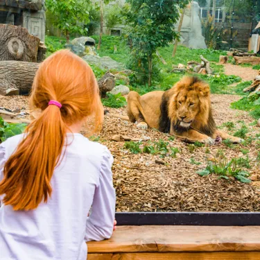 Kamal, An Asiatic Lion At Chessington World Of Adventures Resort